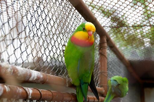網越しの鳥 網越しの鳥の写真