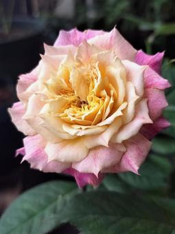 ベランダのバラ・シャルール ベランダのバラ・シャルール 薔薇,バラ,シャルールの写真素材