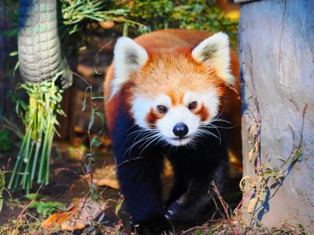 red panda, JPG