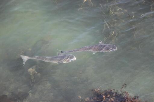 魚 魚の写真