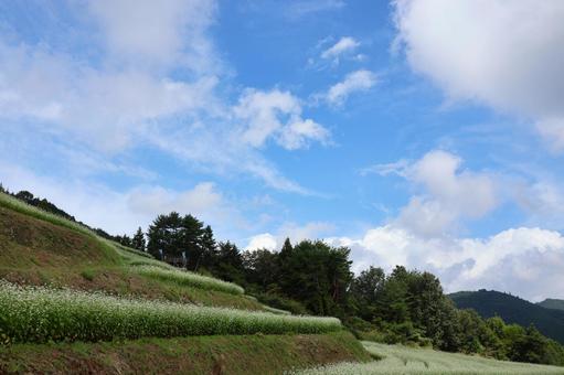 ９月下旬のまんのう町島ヶ峰の天空のソバ畑 ソバ畑,蕎麦,花の写真素材