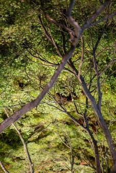 光に浮かぶ神秘的な木々の枝葉 木,樹木,葉の写真素材