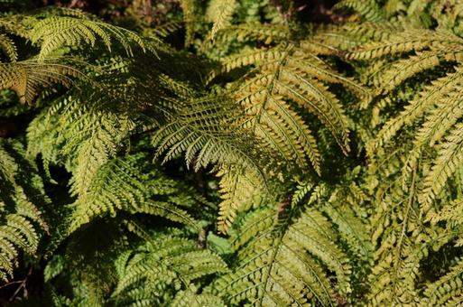 シダ植物 シダ植物の写真