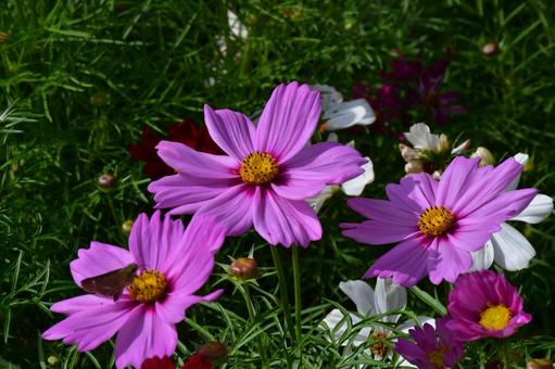 秋桜 秋桜の写真