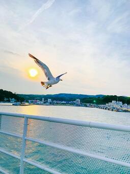 夕暮れに飛ぶカモメ 海辺,夕焼け,朝焼けの写真素材