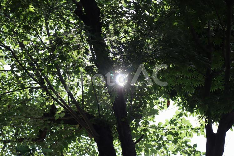 緑の木々の葉の間から太陽の光りが漏れる森 緑,木々,葉の写真素材