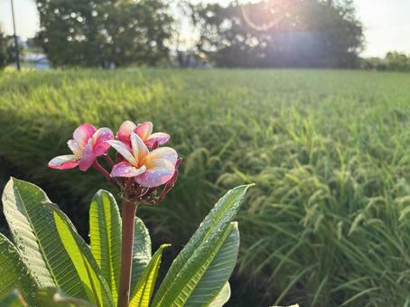 プルメリア来たー プルメリア来たーの写真