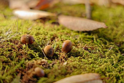 苔の上に落ちたどんぐり_秋のイメージ どんぐり,苔,秋のイメージの写真素材