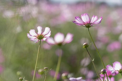 秋桜 秋桜の写真