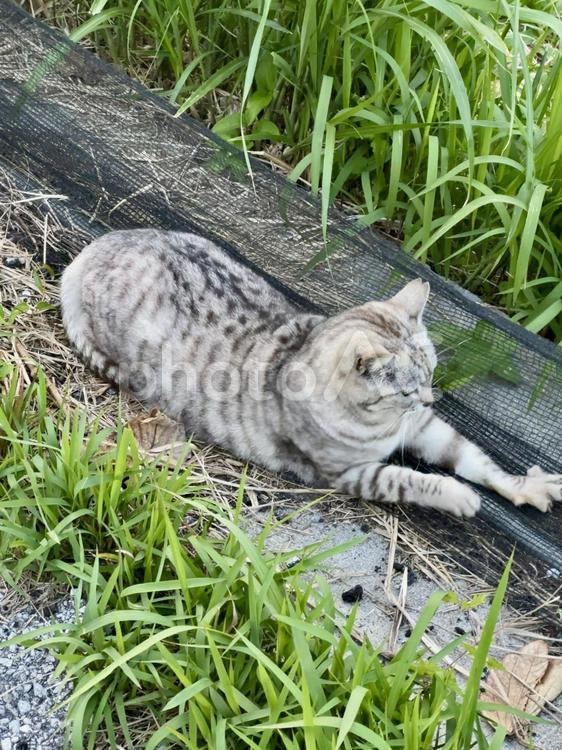 爪とぎする猫 猫,ねこ,さくらねこの写真素材