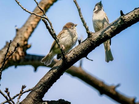 枝にとまるスズメ 枝にとまるスズメ スズメ,雀,鳥の写真素材
