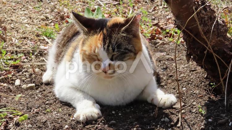 日向ぼっこが日課のモフモフで可愛い三毛猫 三毛猫,猫,眠り猫の写真素材