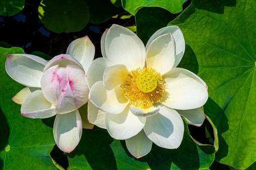 Two lotus flowers, JPG Two lotus flowers, JPG