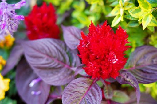 鮮やかな赤色が目を引くケイトウの写真