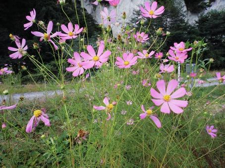 風に揺れて咲くコスモスたち 風に揺れて咲くコスモスたち コスモス,花,秋桜の写真素材