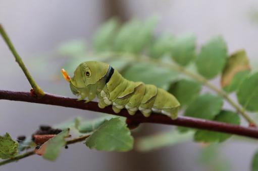 アゲハチョウ 幼虫 ツノで威嚇 アゲハチョウ 幼虫 ツノで威嚇 アゲハチョウの幼虫,アゲハチョウ,幼虫の写真素材