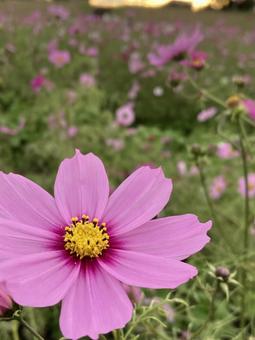 秋の夕暮れ時に咲きほこるコスモスの花の写真
