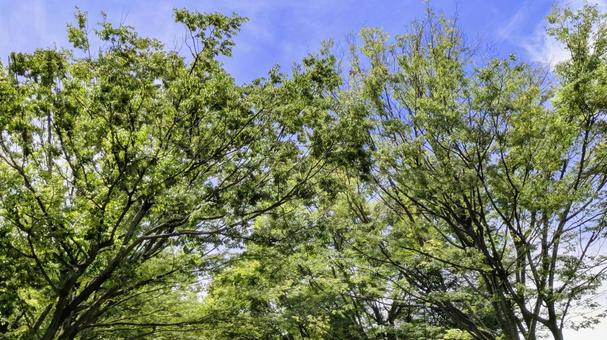 青空と緑の木々-19 青空と緑の木々-19の写真