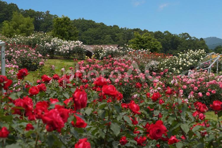 丘陵公園「香りのばらまつり」 ばら,薔薇,バラの写真素材
