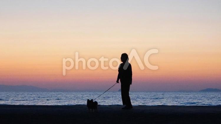 チワワと散歩・海の夕焼けを見る 夕焼け,海,散歩の写真素材