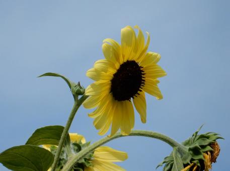 【花の写真】ヒマワリ(向日葵) 【花の写真】ヒマワリ(向日葵)の写真
