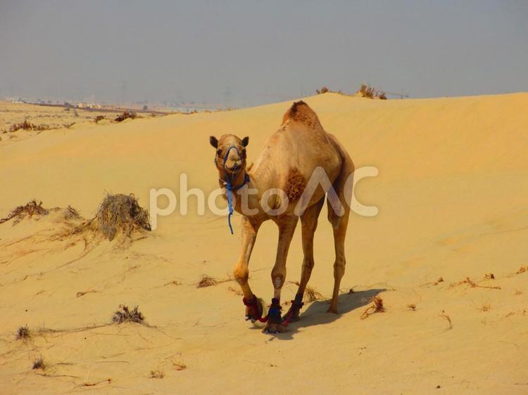 砂漠のラクダ　全身２ ラクダ,砂漠,ドバイの写真素材