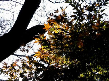 枝の一部で色づき始めた郊外の紅葉風景 木,樹木,木々の写真素材