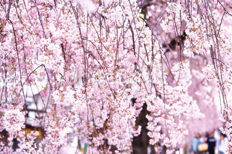 桜　喜多方日中線 桜,喜多方日中線,喜多方の写真素材