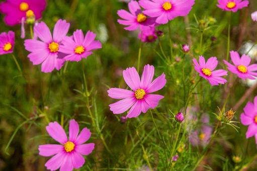 コスモスの花 コスモスの花 コスモス,コスモス畑,花の写真素材