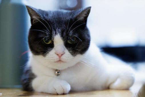 見つめる猫 見つめる猫の写真