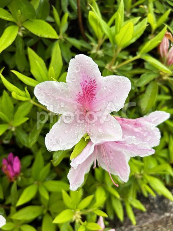 雨上がりのピンクのツツジ　アップ ツツジ,ツツジ科,花の写真素材