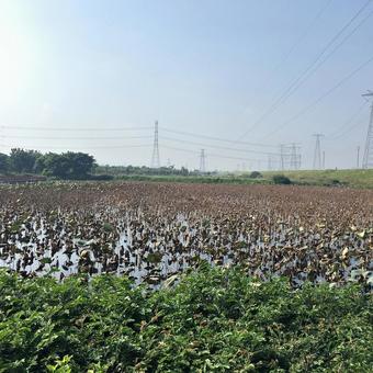 冬の蓮池 冬の蓮池の写真
