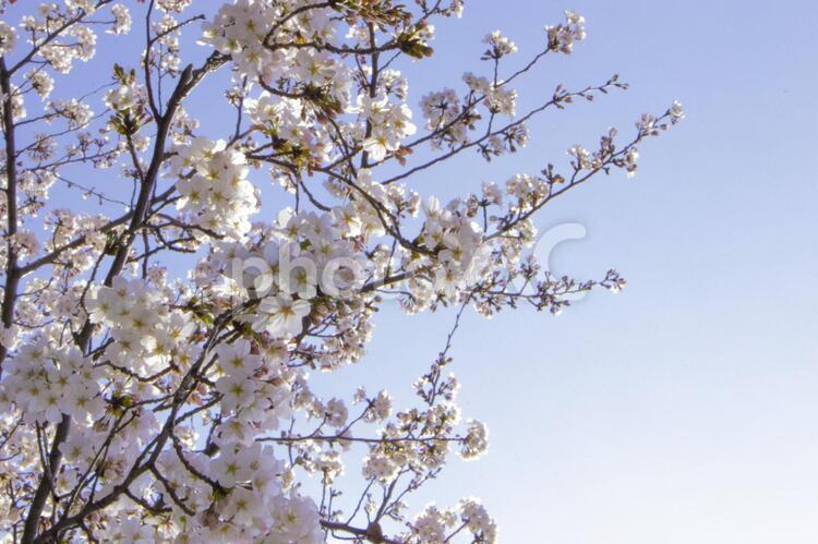 桜 桜,春,花見の写真素材