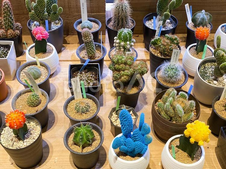 多種多様でカラフルなサボテン 植物,花,多肉植物の写真素材