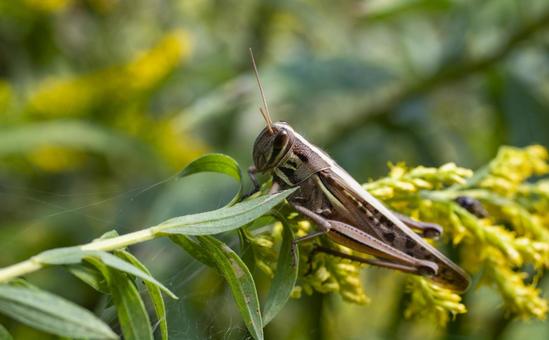 草むらにたたずむバッタの写真