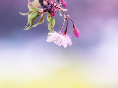 黄色い菜の花を背景にした桜の花の写真