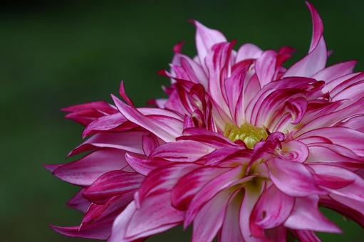 色鮮やかな大輪 色鮮やかな大輪 ダリア,花,キク科の植物の写真素材