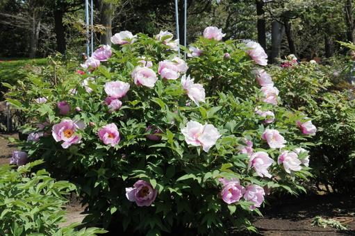 Photo, button, blooming landscape, shrub, 