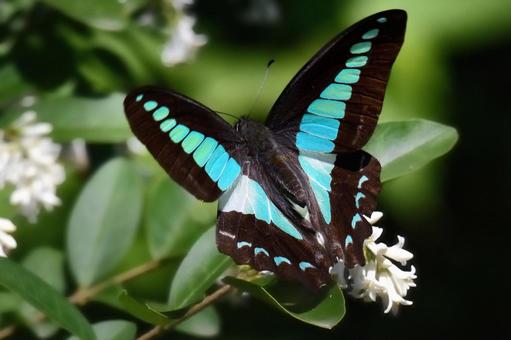 アオスジアゲハ アオスジアゲハ,アゲハ蝶,蝶の写真素材