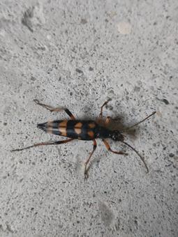 オオヨツスジハナカミキリ オオヨツスジハナカミキリ オオヨツスジハナカミキリ,昆虫,甲虫の写真素材