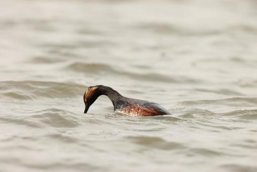 ハジロカイツブリの写真