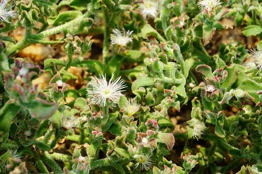 アイスプラントの花 アイスプラントの花 アイスプラント,花,植物の写真素材