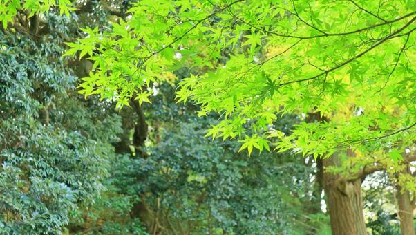 さわやかな新緑の木々（コピースペース） 森,新緑,葉の写真素材