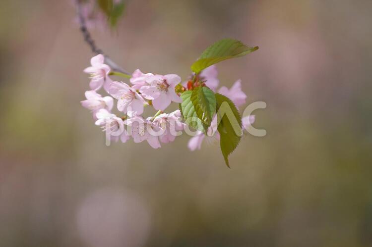 満開に咲き誇る桜並木 桜,花,空の写真素材