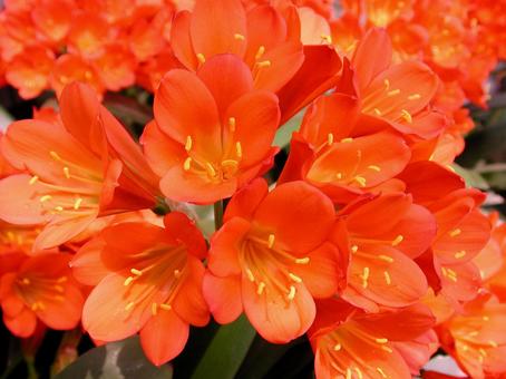 クンシラン・君子蘭の写真