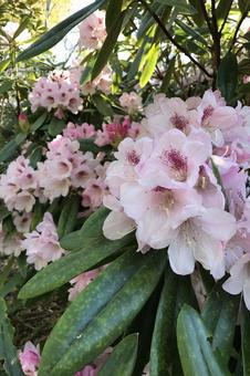 花 花の写真