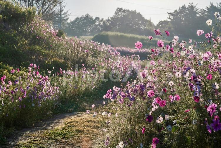 朝日を浴びるコスモスが咲く小道 コスモス,秋,花の写真素材