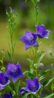秋の花:紫の桔梗の花 秋の花:紫の桔梗の花の写真