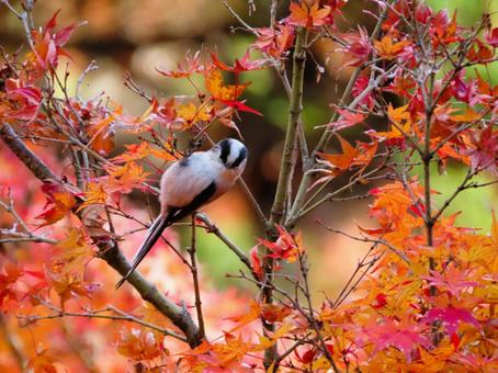 エナガと紅葉 エナガと紅葉 エナガ,紅葉,秋の写真素材