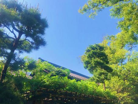 船橋大神宮から見上げる晴天の空 船橋大神宮から見上げる晴天の空の写真